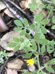 Acmispon heermannii