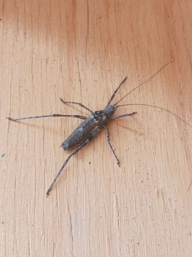 Polycleptis gracilis