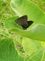 Satyrium caryaevorus