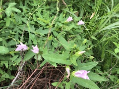 Calystegia hederacea
