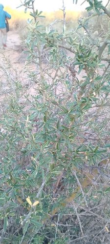 Image of Atamisquea emarginata by no rights reserved
