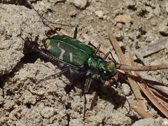 Cicindela tranquebarica sierra