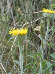 Pentanema montanum