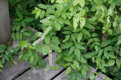Itea virginica
