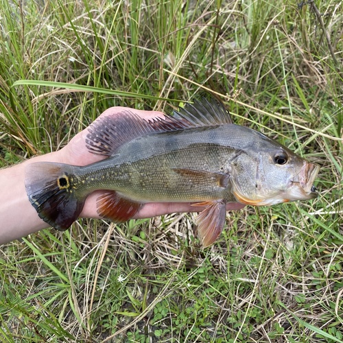Butterfly Peacock Bass