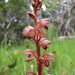 Striped Coralroot - Photo (c) randomtruth, some rights reserved (CC BY-NC-SA)