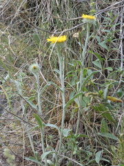 Pentanema montanum