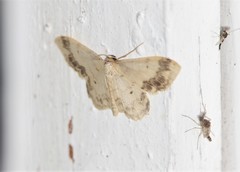 Idaea trigeminata