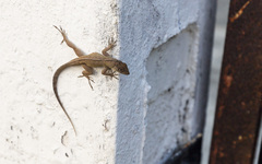 Anolis