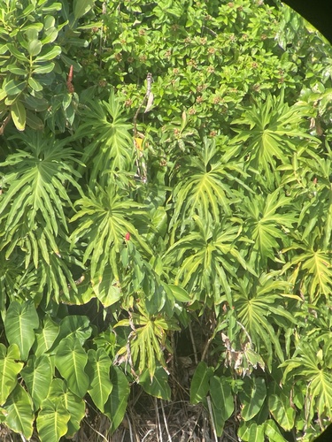 Philodendron radiatum