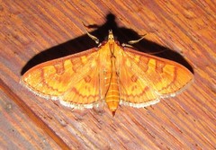 Prenesta scyllalis
