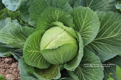 Brassica oleracea capitata