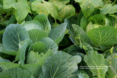 Brassica oleracea capitata