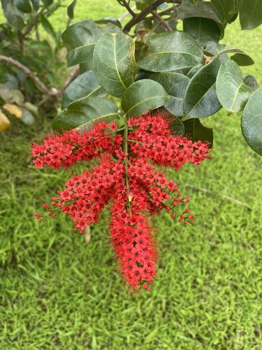 Combretum coccineum