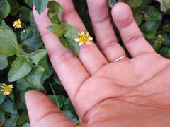 Calyptocarpus vialis