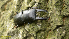 Serrognathus titanus castanicolor