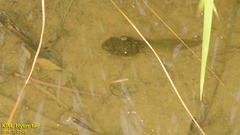 Lithobates catesbeianus