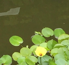 Hydrocleys nymphoides