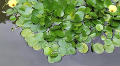 Hydrocleys nymphoides