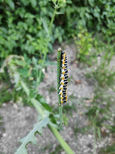Cucullia lactucae