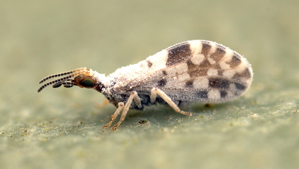 Heteroconis ornata