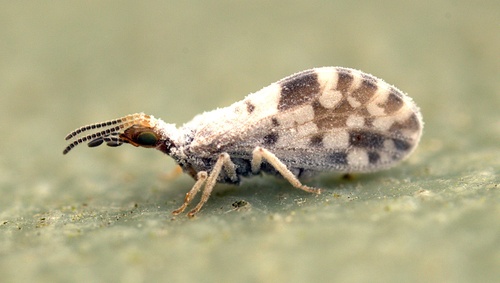 Heteroconis ornata Enderlein, 1905