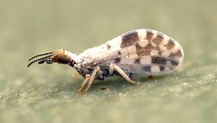 Heteroconis ornata