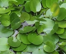 Hydrocleys nymphoides