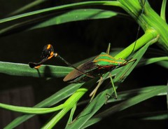 Diactor bilineatus