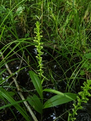 Platanthera flava herbiola