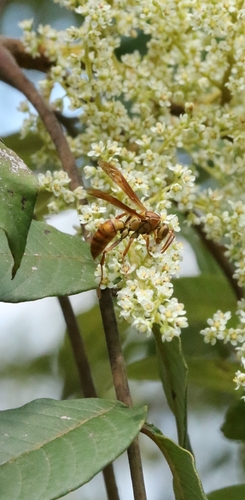 Polistes japonicus photo 3