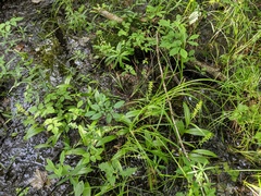 Platanthera flava herbiola