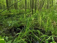 Platanthera flava herbiola