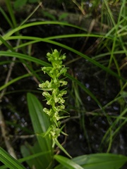 Platanthera flava herbiola