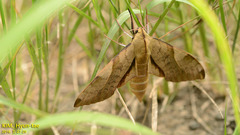 Clanis bilineata
