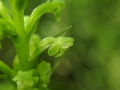 Platanthera flava herbiola