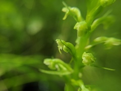 Platanthera flava herbiola