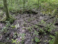 Platanthera flava herbiola