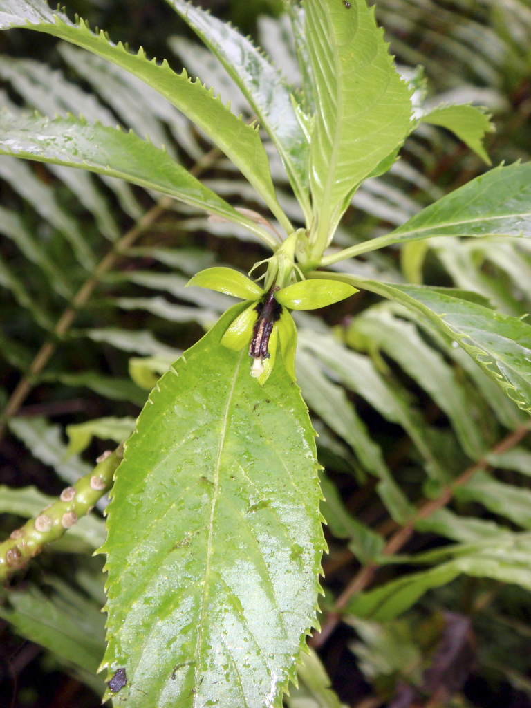 Sclerotheca