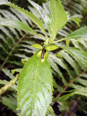 Sclerotheca viridiflora