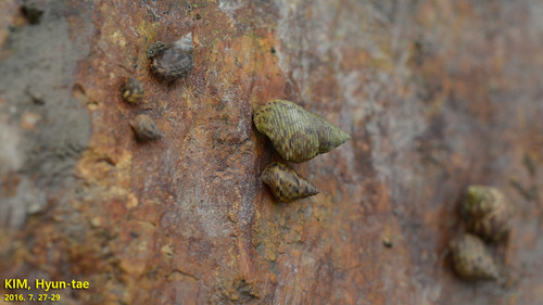 Littoraria intermedia