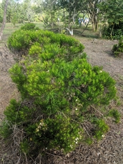 Darwiniothamnus tenuifolius