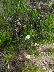 Darwiniothamnus tenuifolius