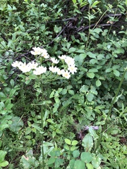 Senecio integerrimus ochroleucus
