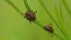 Haemaphysalis longicornis