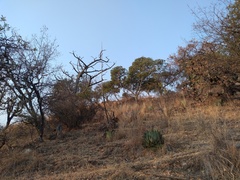 Agave nuusaviorum