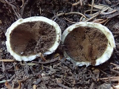 Lycoperdon subcretaceum