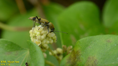 Chlorophorus muscosus