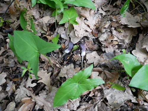 Arisarum proboscideum, photograph 2