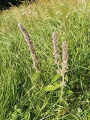 Stachys germanica